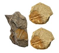 Amosfun 3pcs Trilobite Tail Specimens Paleontology Teaching Tool Decorative Rock Collection for Home Office Shop Ornament with Realistic Detail