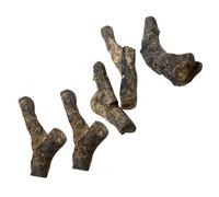 Amosfun 5pcs Stromatoporoid Adornments Educational Teaching Specimens Random Styles for Paleontology Study Model Decor gift for for for for for for Collection