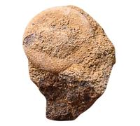 Amosfun Creative Sea Urchin Sample Model for Science Education Paleontology Student Teaching Material Desktop Decor Ornament Safe Quality Fossilized Sea Urchin for Home Display