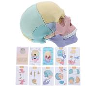 Amosfun Detachable Human Anatomy Skull Model Lifelike Skull Puzzle with Detailed Foramina Innovative Assembly Design for Oral Teaching and Research Educational Structure Study Aid