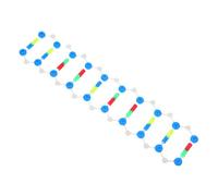 Amosfun Educational Dna Model Kit Double Helix Structure Molecular Modeling for Biology Class Stem Education Genetics Teaching Tool for Classroom and Laboratory Use
