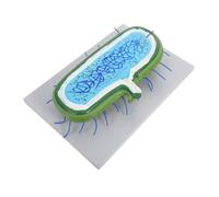 Amosfun Enlarged Animal Cell Model DIY Biology Teaching Kit with Cell Organelles Structure for Classroom and Home Study Educational Science