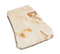 Amosfun Fossilized Fish Sample Adornment Paleontology Teaching Material for Classroom Science Education and Desktop Decoration