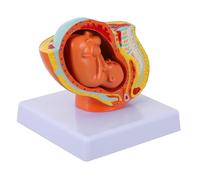 Amosfun Full-term Female Uterine Fetus Model Realistic Embryo Anatomy Teaching Tool for Pregnancy Development Study Medical Education