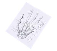 Amosfun Human Hand Anatomy Poster Chart 40x50cm, Wall Poster for Teaching and Decoration, Anatomical Skeleton Body Chart for Clinic, Classroom, and Home