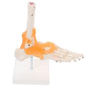Amosfun Life Foot Joint Model with Flexible Ligaments Base Human Articulating Anatomical Skeleton for Medical Study Patient Education and Scientific Laboratory Use