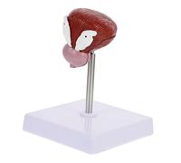 Amosfun Lifelike Human Bladder Anatomical Model Part Teaching Demonstration for Education School Use Environmental Friendly Material Easy to Operate and Practical Learning Aid