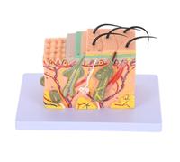 Amosfun Magnified Human Skin Anatomy Model Horizontal Cross-section for Medical Teaching Plastic Material Realistic Structure for Advanced Dermatology Study and Classroom Education