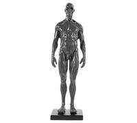 Amosfun Male Human Muscle Structure Model with Detailed Superficial Muscles and Tendons Anatomical Figure for Art Drawing Reference and Body Anatomy Study Random Color