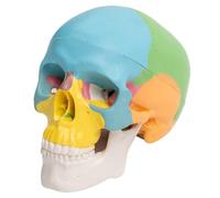 Amosfun Mini Skull Model Small with Three Detachable Sections and Jaw Articulation, Colourful Pvc Anatomy Sculpture for Artists and Students, for Studios and Classrooms