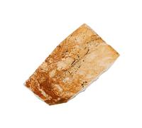 Amosfun Paleontological Fish Specimen Ornament Rare Teaching Decor for Ancient Sea Creatures Stunning Display for Education and Home Historical Decor