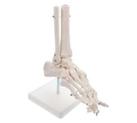 Amosfun Pvc Plastic Ankle Joint Model for Study Human Foot Bone Skeleton Stand Foot and Ankle Anatomy Model without Ligaments for Doctors Students Teachers