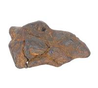 Amosfun Real Meteorite Science Ornament Meteorite Sample Decor Teaching Tool for Classroom Display and Educational Use Natural Texture and Unique Formation