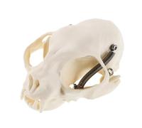 Amosfun Realistic Cat Head Model Anatomical Skeleton with Detailed Guide for Teaching Study Display Science Classroom Decor and Collectible