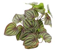 Amosfun Reptile Decoration Decorative Reptile Plants Safe Easy to Install Resin Plastic Realistic Lifelike Terrarium Habitat Ball Python Tortoise