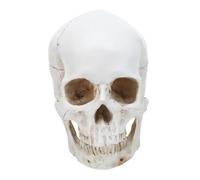 Amosfun Scale Realistic Anatomy Medical Teaching Tool with Artistic Resin and Research