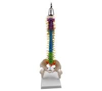 AMSLSIU Durable Spine Model for School Biology Class Anatomical Demonstration Long-lasting Educational Resource, with Pelvis Femur