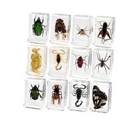 AMSLSIU Resin Animal Sample Toys Clear Educational Developing Cognitive Abilities Boys Gift Encouraging Exploration And Learning Resin Animal Sample Teacher Education Collection