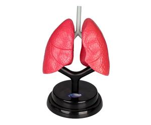 AMSLSIU Respiratory System Model Organ Teaching Resource 3D Puzzle Learning Aid Enhancing Science Understanding At Home Or School Respiratory System Model Teaching Organ Science