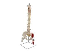 AMSLSIU Scientific Spine Model Life Size Spinal Cord Flexible Human Spine Pelvis Model With Precision Assembly And Realistic Structure Scientific Vertebrae Nerves Arteries