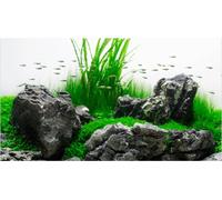 Amtra Photo Background - Amazonia - 60x30 cm