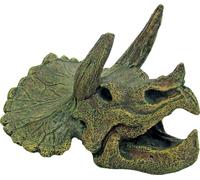 Amtra Triceraptos Skull - 1 Pc