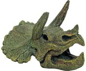 Amtra Triceraptos Skull - 1 Pc