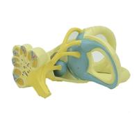 AMULONG Human Anatomy Ear Internal Structure Model Medical Anatomical Human Organ For Patient Communication Study Tools Teaching Models