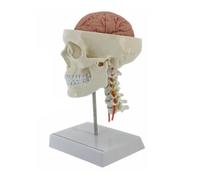 AMULONG Human Anatomy With Digital Indicator Human Skull Model Life Size Head Anatomical Medical Teaching Study Tools Teaching Models