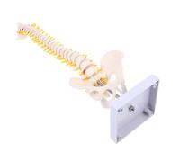 AMUSLESUR Life Spine Model with Pelvis PVC Vertebral Column Anatomy Model for Medical Students Nurses Teaching and Display Detailed Intervertebral Discs and Nerve Roots Washable Surface