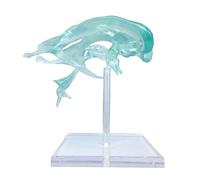 AMZBNEIDI Human Anatomy Study, Human Brain Ventricles Model, Enlarged Anatomical Model of Central Nerve of Amygdala And Thalamus in Ventricle for Medical Experimental Teaching Display