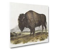 An American Bison by John Woodhouse Audubon Canvas Print | Gallery Wrapped 30mm Frame Wall Art | 14x14 inches | Ready to Hang | Retro Picture | Living Room Bedroom Lounge Office