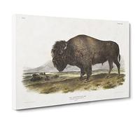 An American Bison By John Woodhouse Audubon Canvas Print | Gallery Wrapped 30mm Frame Wall Art | 20x14 inches | Ready to Hang | Retro Picture | Living Room Bedroom Lounge Office
