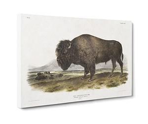An American Bison By John Woodhouse Audubon Canvas Print | Gallery Wrapped 30mm Frame Wall Art | 30x20 inches | Ready to Hang | Retro Picture | Living Room Bedroom Lounge Office
