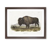 An American Bison By John Woodhouse Audubon Vintage Framed Print | A3 Walnut Framed Wall Art | Ready to Hang | Classic Nature Picture | Living Room Bedroom Lounge Office