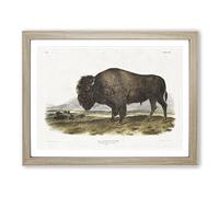 An American Bison By John Woodhouse Audubon Vintage Framed Wall Art Print, Ready to Hang Picture for Living Room Bedroom Home Office Décor, Oak A2 (64 x 46 cm)