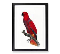 An Eclectus Parrot by F. Levaillant Framed Print | A2 Black Framed Wall Art | Ready to Hang | Modern Animal Picture | Living Room Bedroom Lounge Office