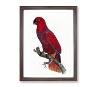 An Eclectus Parrot By F. Levaillant Vintage Framed Print | A2 Walnut Framed Wall Art | Ready to Hang | Classic Animal Picture | Living Room Bedroom Lounge Office