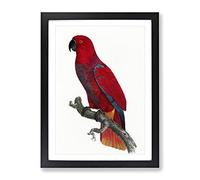 An Eclectus Parrot By F. Levaillant Vintage Framed Wall Art Print, Ready to Hang Picture for Living Room Bedroom Home Office Décor, Black A3 (34 x 46 cm)