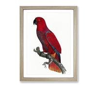 An Eclectus Parrot By F. Levaillant Vintage Framed Wall Art Print, Ready to Hang Picture for Living Room Bedroom Home Office Décor, Oak A4 (34 x 25 cm)