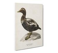 An Eider Duck By Von Wright Vintage Canvas Wall Art Print Ready to Hang, Framed Picture for Living Room Bedroom Home Office Décor, 20x14 Inch (50x35 cm)