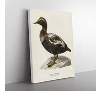 An Eider Duck By Von Wright Vintage Canvas Wall Art Print Ready to Hang, Framed Picture for Living Room Bedroom Home Office Décor, 60x40 cm (24x16 Inch)
