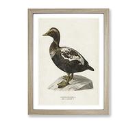 An Eider Duck By Von Wright Vintage Framed Wall Art Print, Ready to Hang Picture for Living Room Bedroom Home Office Décor, Oak A2 (64 x 46 cm)