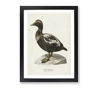An Eider Duck By Von Wright Vintage Framed Wall Art Print, Ready to Hang Picture for Living Room Bedroom Home Office Décor, Black A4 (34 x 25 cm)