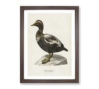 An Eider Duck By Von Wright Vintage Framed Wall Art Print, Ready to Hang Picture for Living Room Bedroom Home Office Décor, Walnut A4 (34 x 25 cm)
