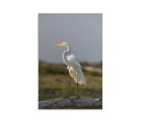 An Elegant Great Egret Stands on A Wooden Post Outdoors Poster Canvas Wall Art Picture Prints Hanging Photo Decor Home Artworks 24x36inch(60x90cm)