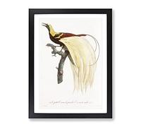 An Emperor Bird Of Paradise By Jacques Barraband Vintage Framed Print | A2 Black Framed Wall Art | Ready to Hang | Classic Nature Picture | Living Room Bedroom Lounge Office