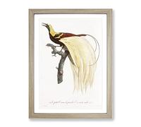 An Emperor Bird Of Paradise By Jacques Barraband Vintage Framed Print | A2 Oak Framed Wall Art | Ready to Hang | Classic Nature Picture | Living Room Bedroom Lounge Office