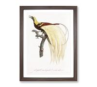 An Emperor Bird Of Paradise By Jacques Barraband Vintage Framed Print | A2 Walnut Framed Wall Art | Ready to Hang | Classic Nature Picture | Living Room Bedroom Lounge Office
