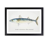 An Illustration of a Blue Mackerel Framed Print | A2 Black Framed Wall Art | Ready to Hang | Modern Nature Picture | Living Room Bedroom Lounge Office